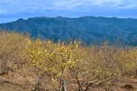 宝登山日帰り登山｜難易度別コース3選【登山も観光も大満足！】