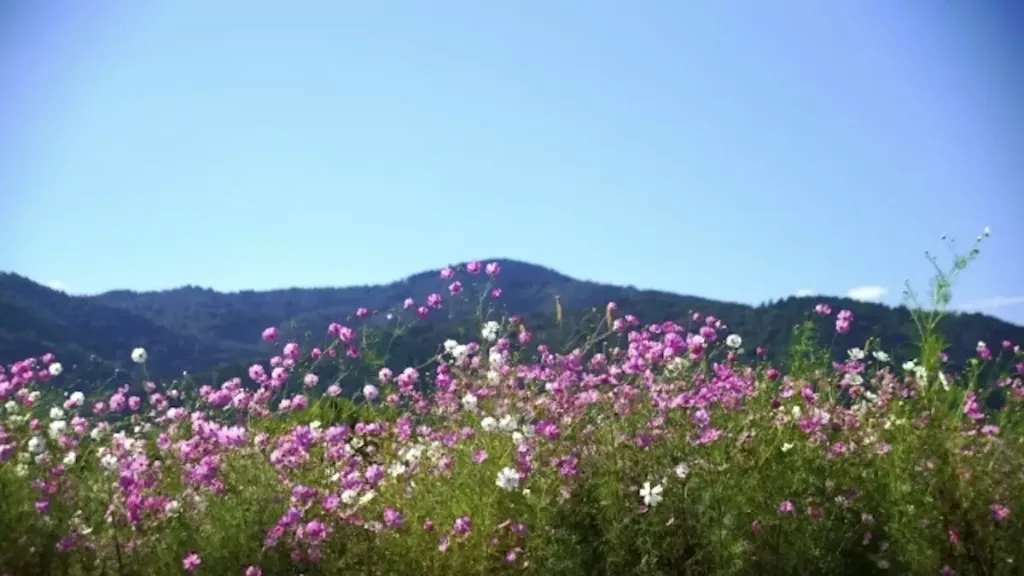 【登山初心者向き】愛宕山から情緒あふれる古都の眺めを満喫する難易度別ルートを紹介！