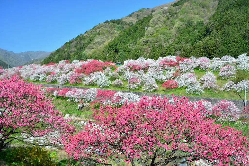 【網掛山】難易度別コースで楽しむ昼神温泉の山歩（さんぽ）＆登山♨阿智セブンサミット